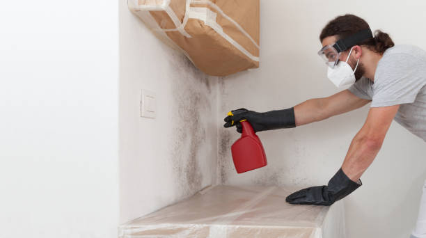 Professional Basement Mold Remediation technician working in Sidman, PA