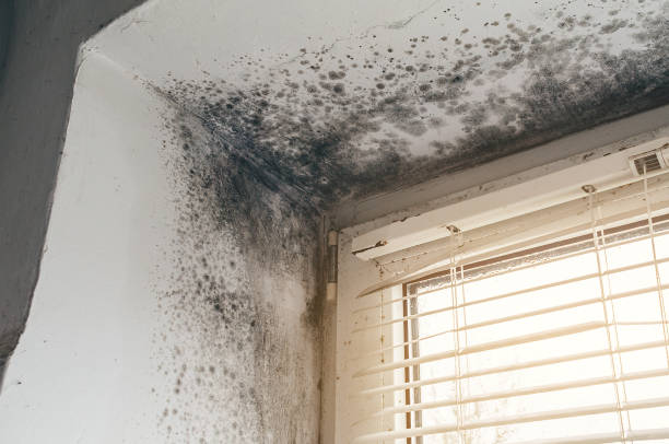 Affordable Basement Mold Remediation solutions in Sidman, PA