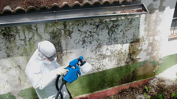 Top rated local Basement Mold Remediation specialists in Sidman, PA